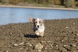CORGI CARDIGAN 239